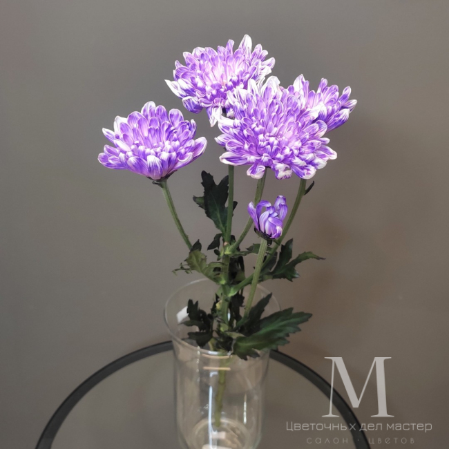 Хризантема кустовая фиолетовая от «Цветочных дел Мастер»