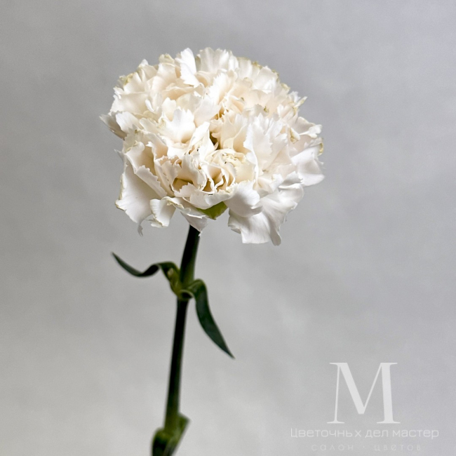 Диантус белый от «Цветочных дел Мастер»