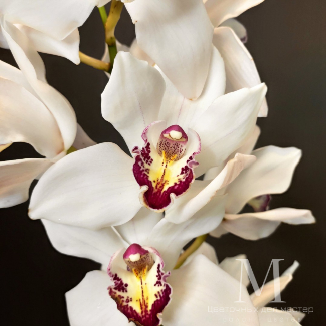 Орхидея Цимбидиум белая от «Цветочных дел Мастер»