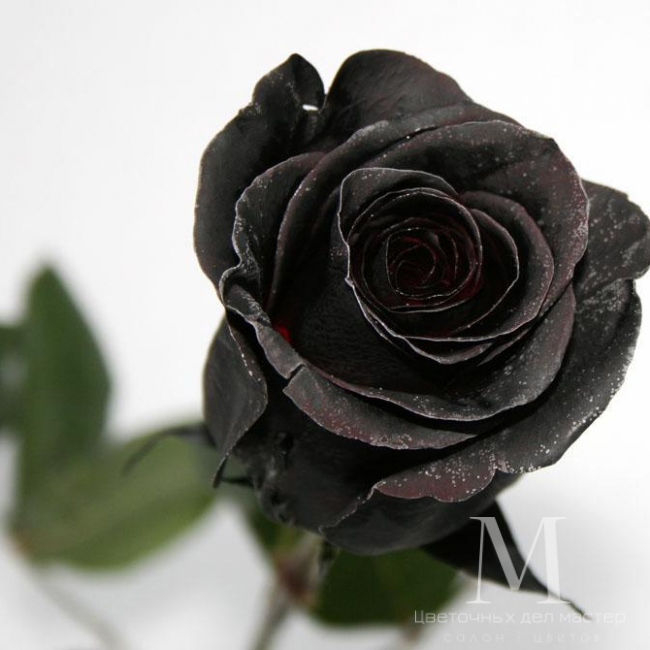 Черная роза Black Mirror от «Цветочных дел Мастер»