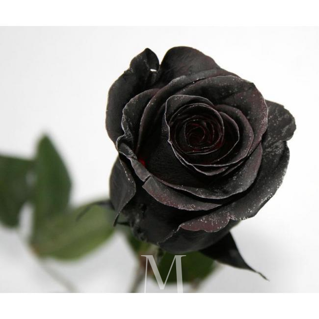 Черная роза Black Mirror от интернет-магазина «Цветочных дел Мастер»