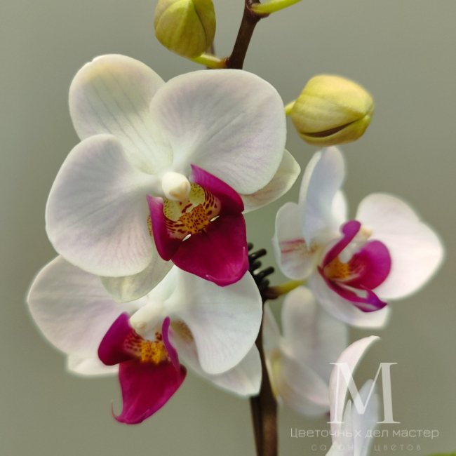 Орхидея фаленопсис «Ашима» от «Цветочных дел Мастер»