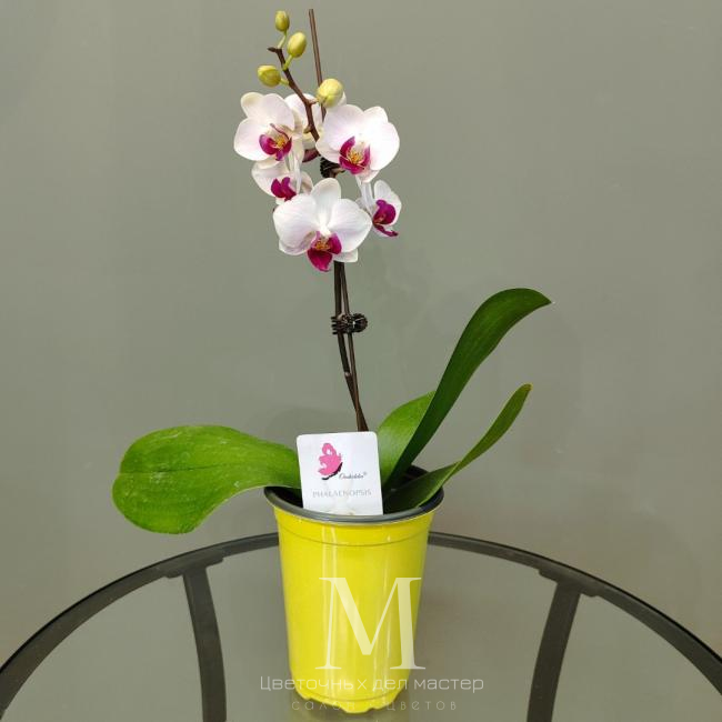 Орхидея фаленопсис «Ашима» от интернет-магазина «Цветочных дел Мастер»