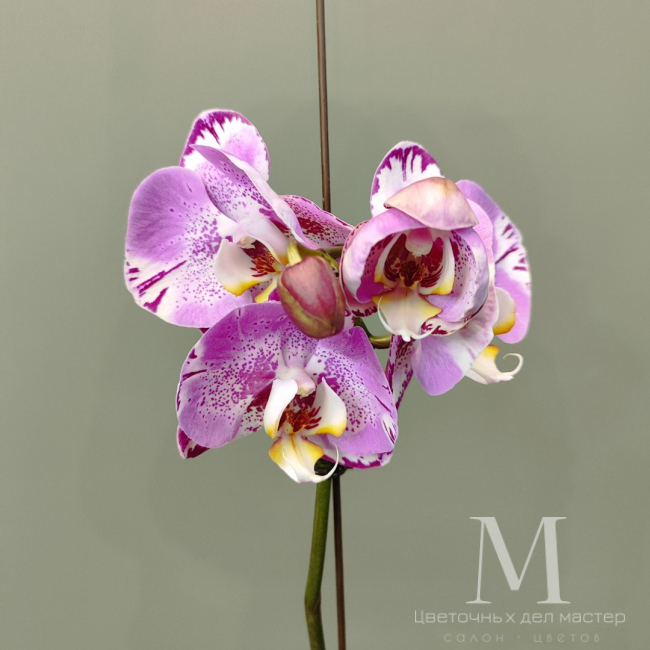 Орхидея фаленопсис «Амазонка» от «Цветочных дел Мастер»