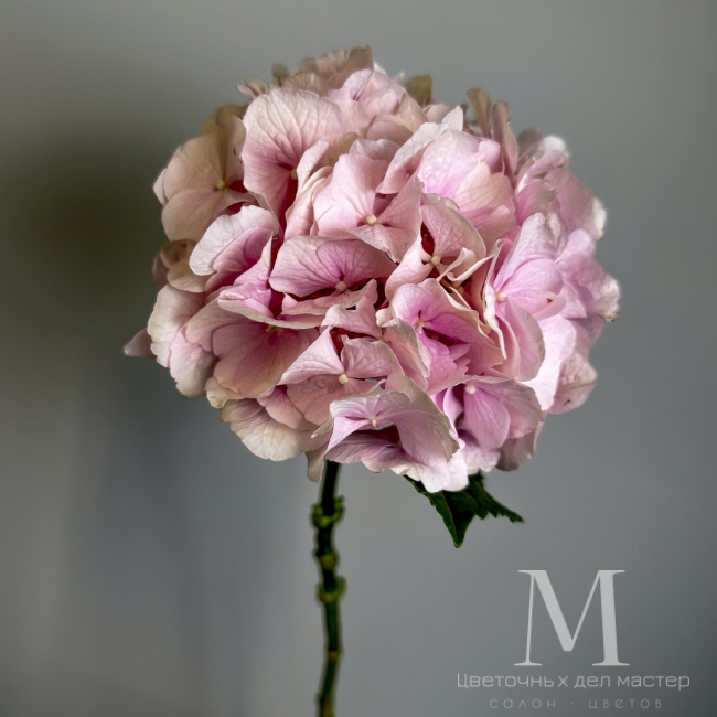 Гортензия розовая от «Цветочных дел Мастер»