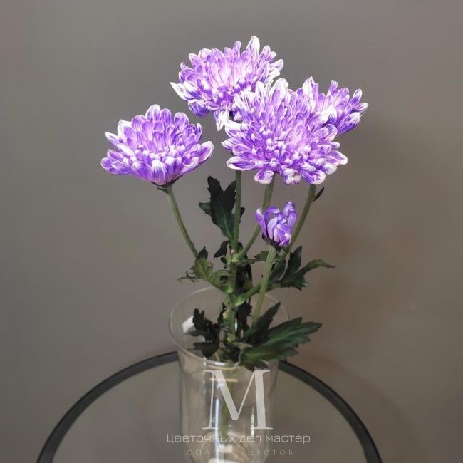 Хризантема кустовая фиолетовая от интернет-магазина «Цветочных дел Мастер»
