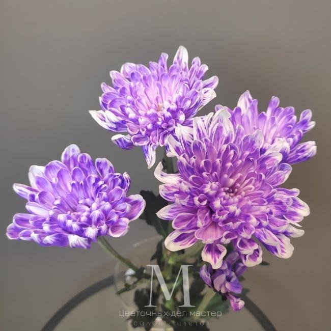 Хризантема кустовая фиолетовая от интернет-магазина «Цветочных дел Мастер»