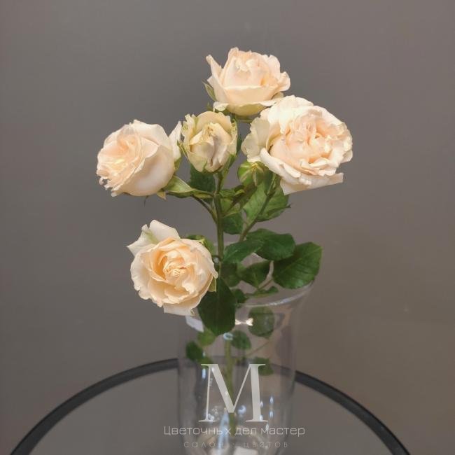Роза кустовая кремовая от интернет-магазина «Цветочных дел Мастер»