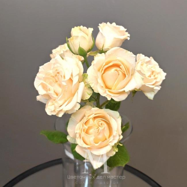 Роза кустовая кремовая от интернет-магазина «Цветочных дел Мастер»