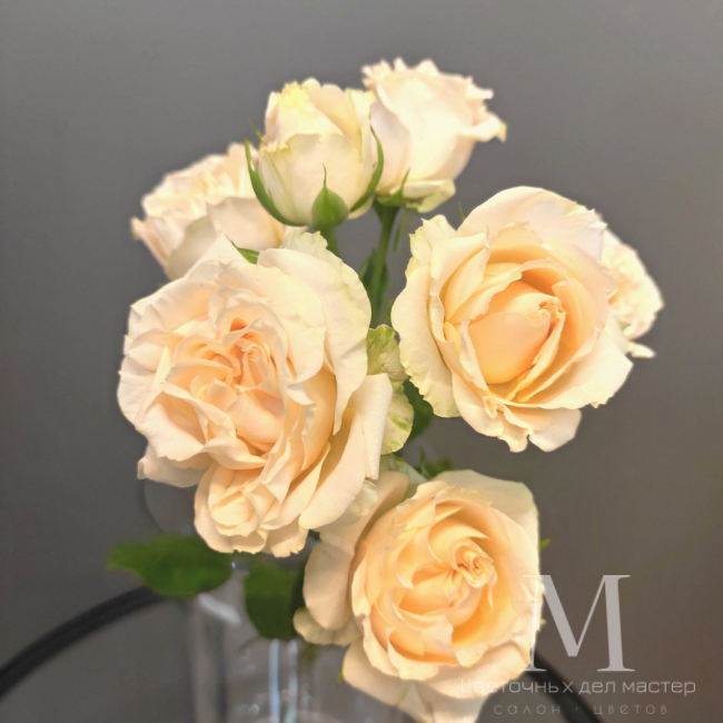 Роза кустовая кремовая от «Цветочных дел Мастер»