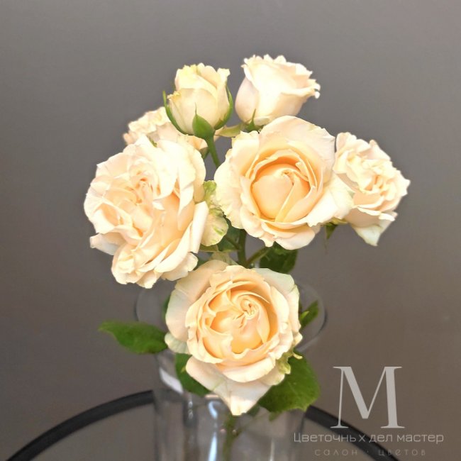 Роза кустовая кремовая от «Цветочных дел Мастер»