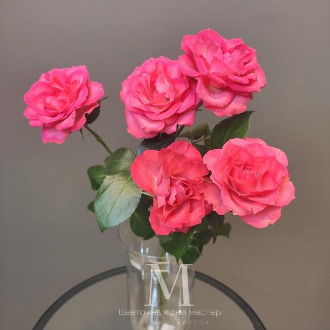 Роза кустовая розовая от интернет-магазина «Цветочных дел Мастер»