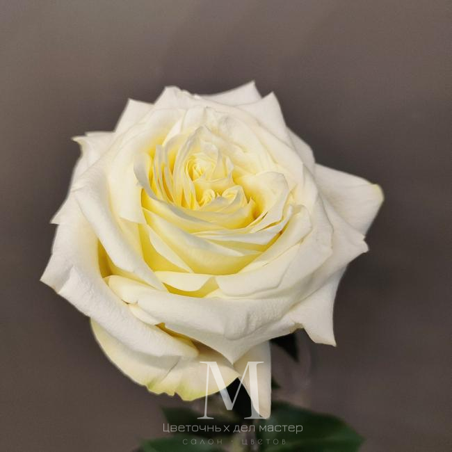 Роза пионовидная от интернет-магазина «Цветочных дел Мастер»
