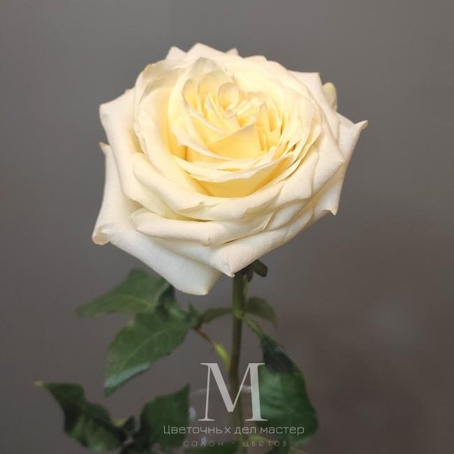 Роза пионовидная от интернет-магазина «Цветочных дел Мастер»