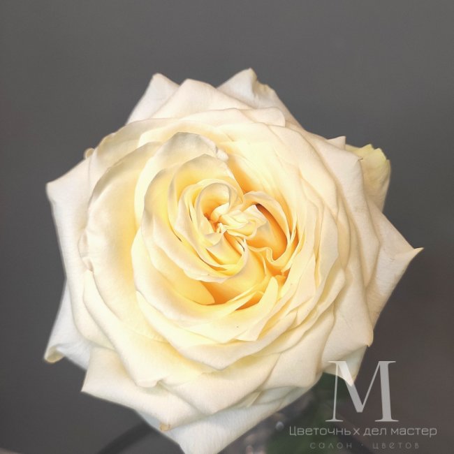 Роза пионовидная от «Цветочных дел Мастер»