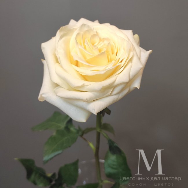 Роза пионовидная от «Цветочных дел Мастер»