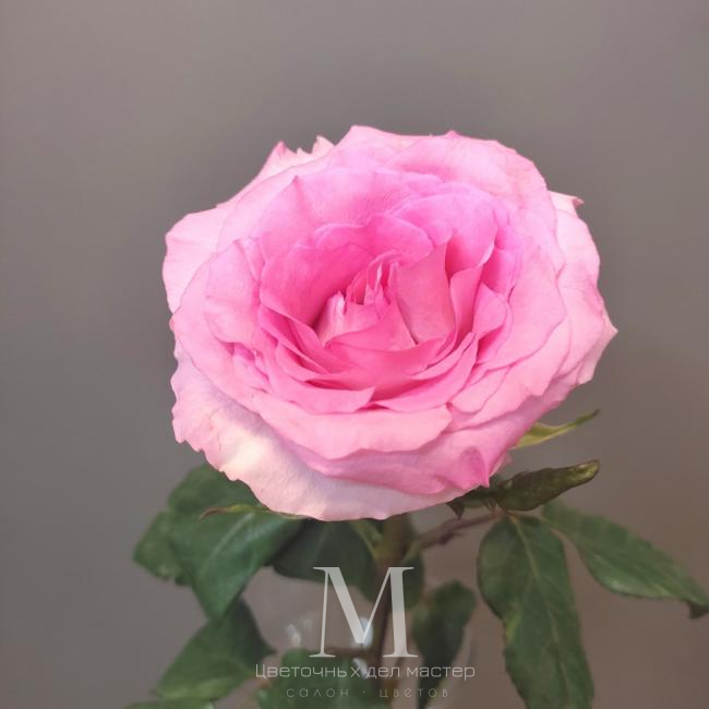 Роза розовая Эквадорская от интернет-магазина «Цветочных дел Мастер»