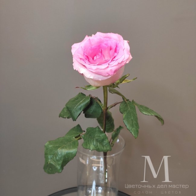 Роза розовая Эквадорская от «Цветочных дел Мастер»