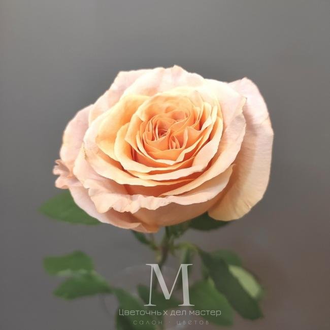 Роза персиковая от интернет-магазина «Цветочных дел Мастер»