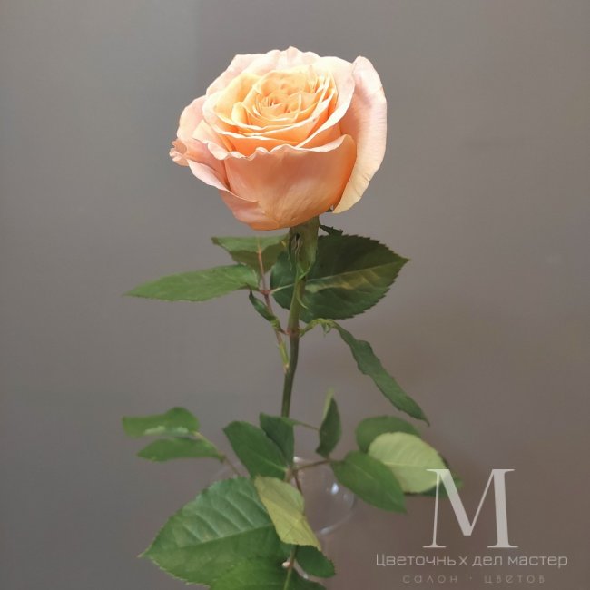 Роза персиковая от «Цветочных дел Мастер»