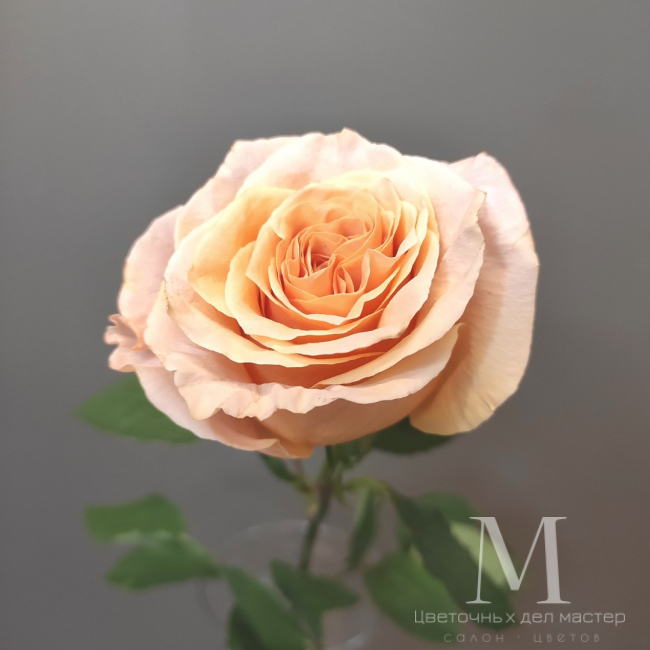 Роза персиковая от «Цветочных дел Мастер»