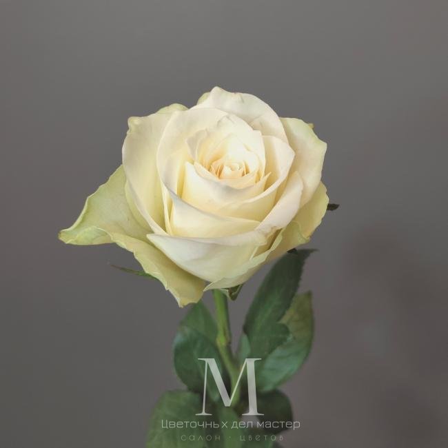 Роза кенийская белая. от интернет-магазина «Цветочных дел Мастер»