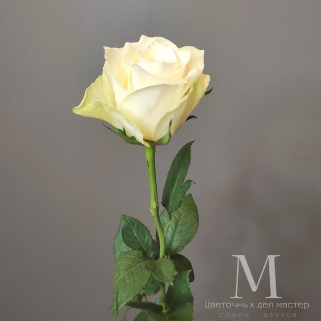 Роза кенийская белая. от «Цветочных дел Мастер»