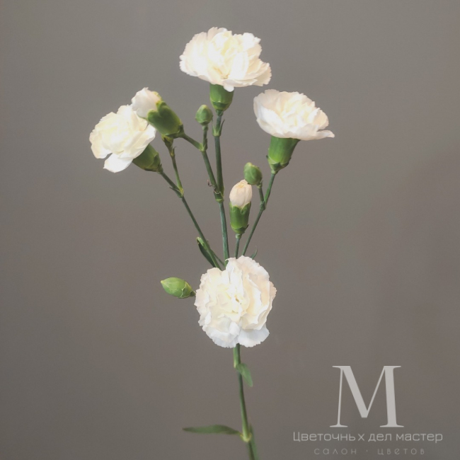 Диантус кустовой белый от «Цветочных дел Мастер»