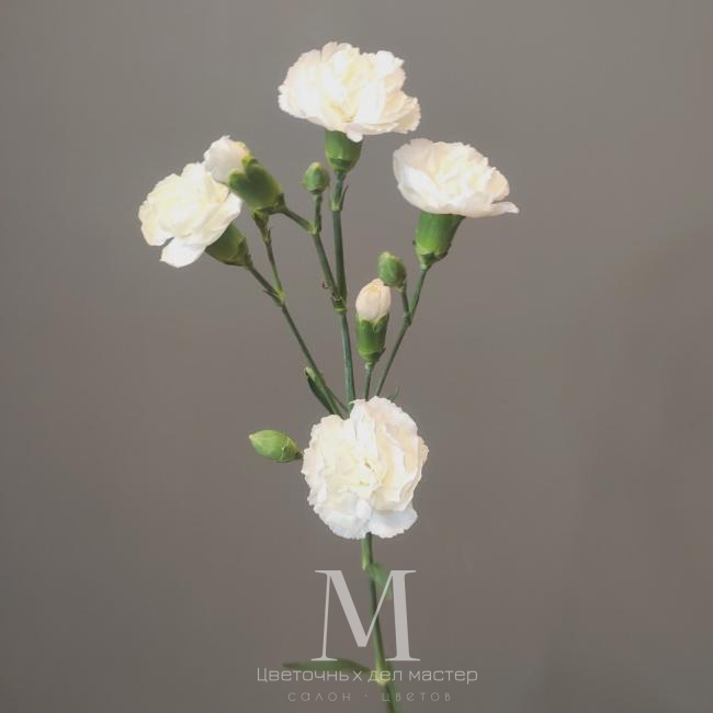 Диантус кустовой белый от интернет-магазина «Цветочных дел Мастер»