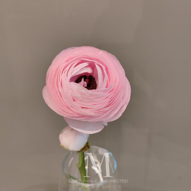 Нежный розовый ранункулюс от интернет-магазина «Цветочных дел Мастер»