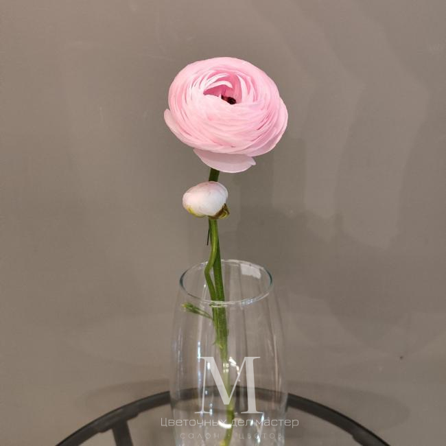 Нежный розовый ранункулюс от интернет-магазина «Цветочных дел Мастер»