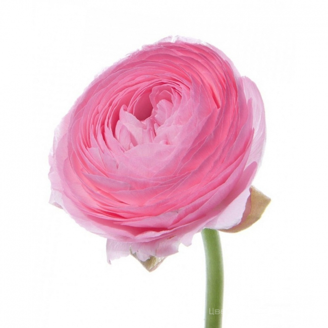 Нежный розовый ранункулюс от «Цветочных дел Мастер»