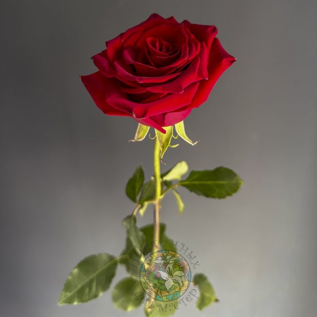Роза Freedom от «Цветочных дел Мастер»
