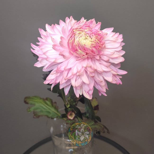 Хризантема воздушная розовая от «Цветочных дел Мастер»