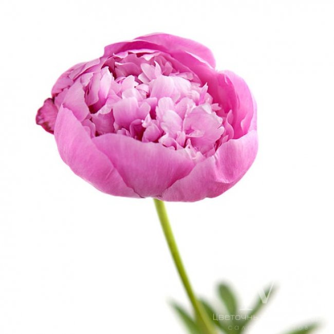 Розовый пион от «Цветочных дел Мастер»