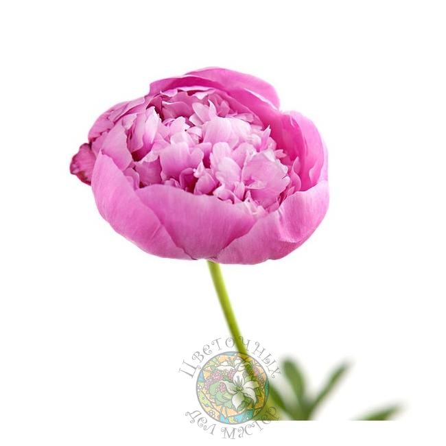 Розовый пион от интернет-магазина «Цветочных дел Мастер»