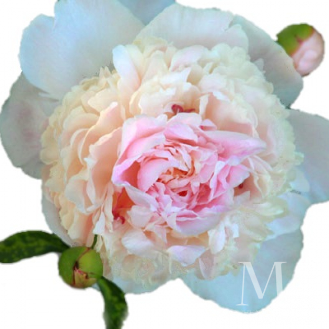 Бело-розовый пион от «Цветочных дел Мастер»