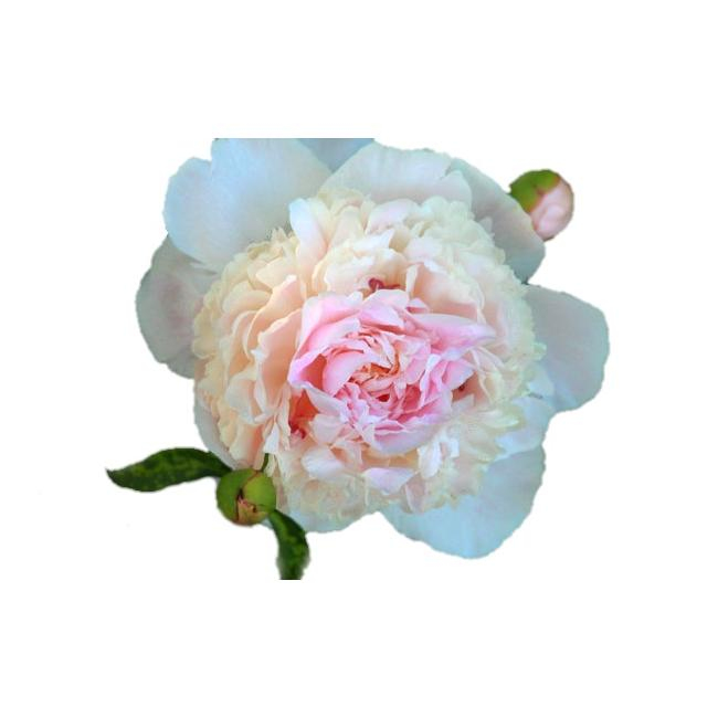 Бело-розовый пион от интернет-магазина «Цветочных дел Мастер»