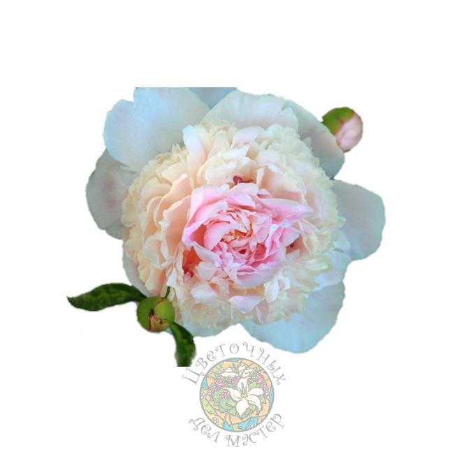 Бело-розовый пион от интернет-магазина «Цветочных дел Мастер»