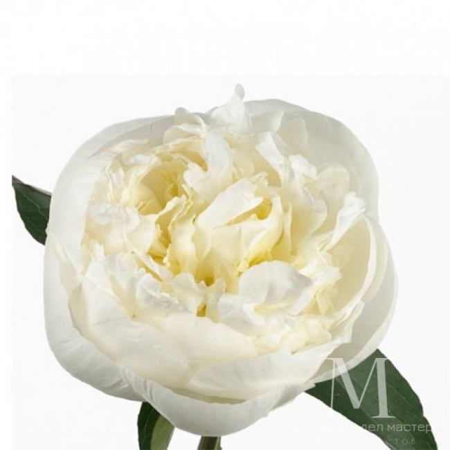 Белый пион от «Цветочных дел Мастер»