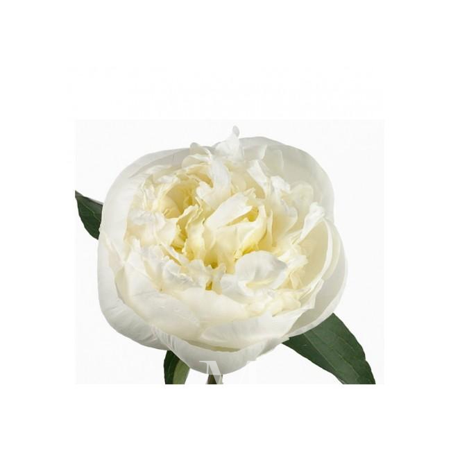 Белый пион от интернет-магазина «Цветочных дел Мастер»