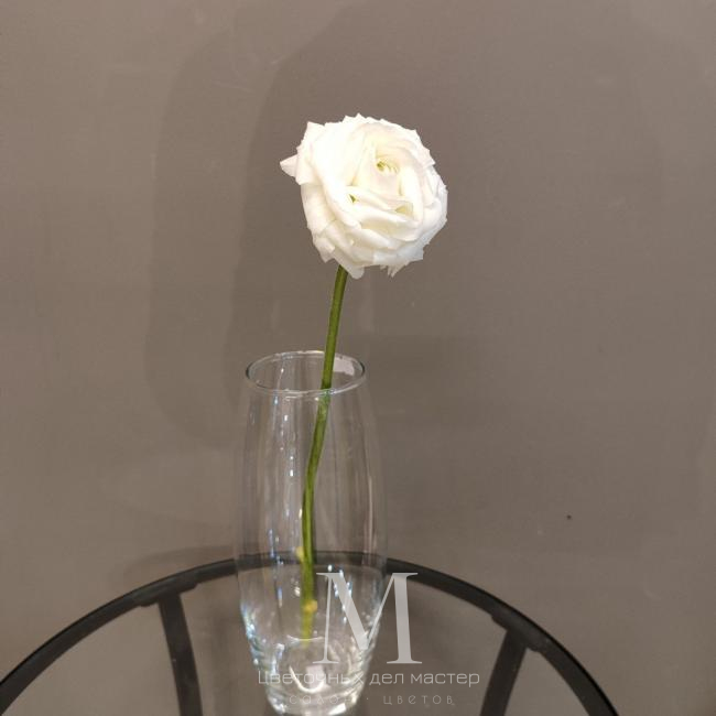 Белый ранункулюс от интернет-магазина «Цветочных дел Мастер»
