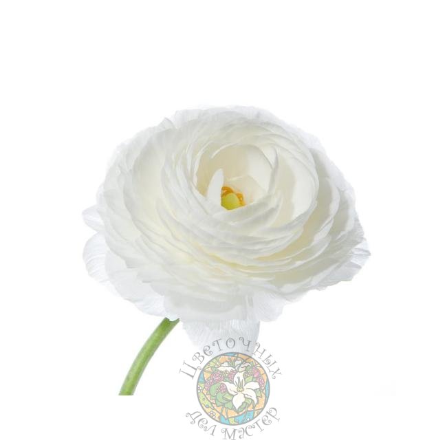 Белый ранункулюс от интернет-магазина «Цветочных дел Мастер»