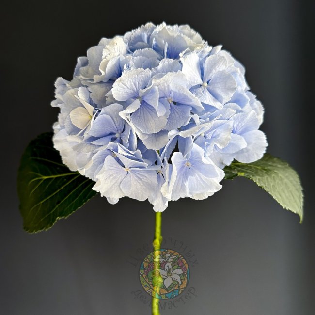 Голубая гортензия от «Цветочных дел Мастер»