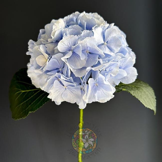 Голубая гортензия от интернет-магазина «Цветочных дел Мастер»