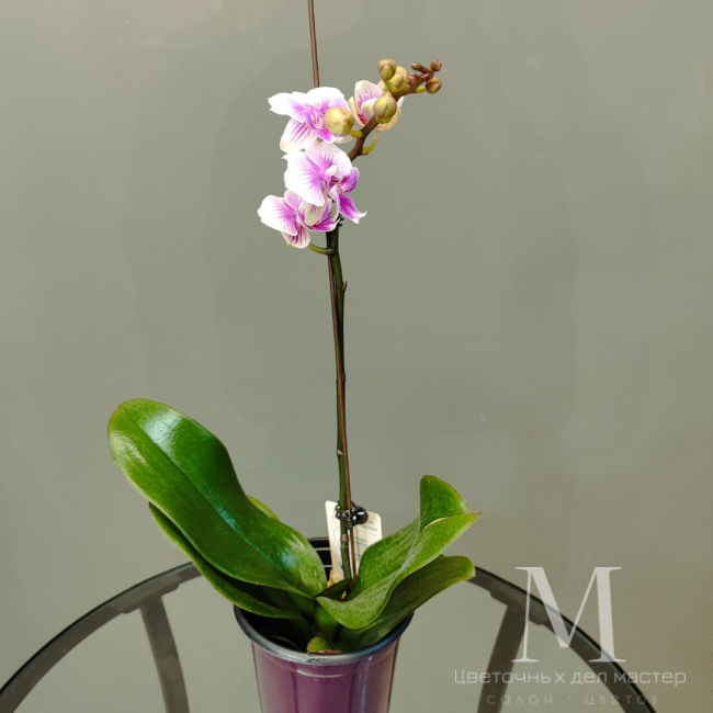 Орхидея фаленопсис «Шармэль» от «Цветочных дел Мастер»