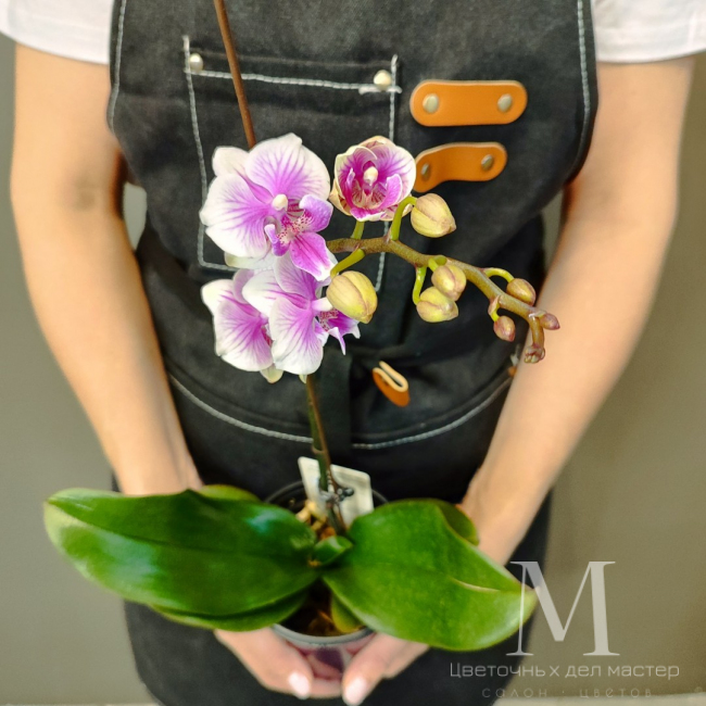 Орхидея фаленопсис «Шармэль» от «Цветочных дел Мастер»