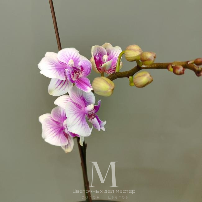 Орхидея фаленопсис «Шармэль» от интернет-магазина «Цветочных дел Мастер»