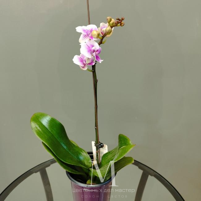 Орхидея фаленопсис «Шармэль» от интернет-магазина «Цветочных дел Мастер»