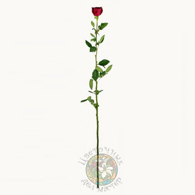 Двухметровая роза от «Цветочных дел Мастер»